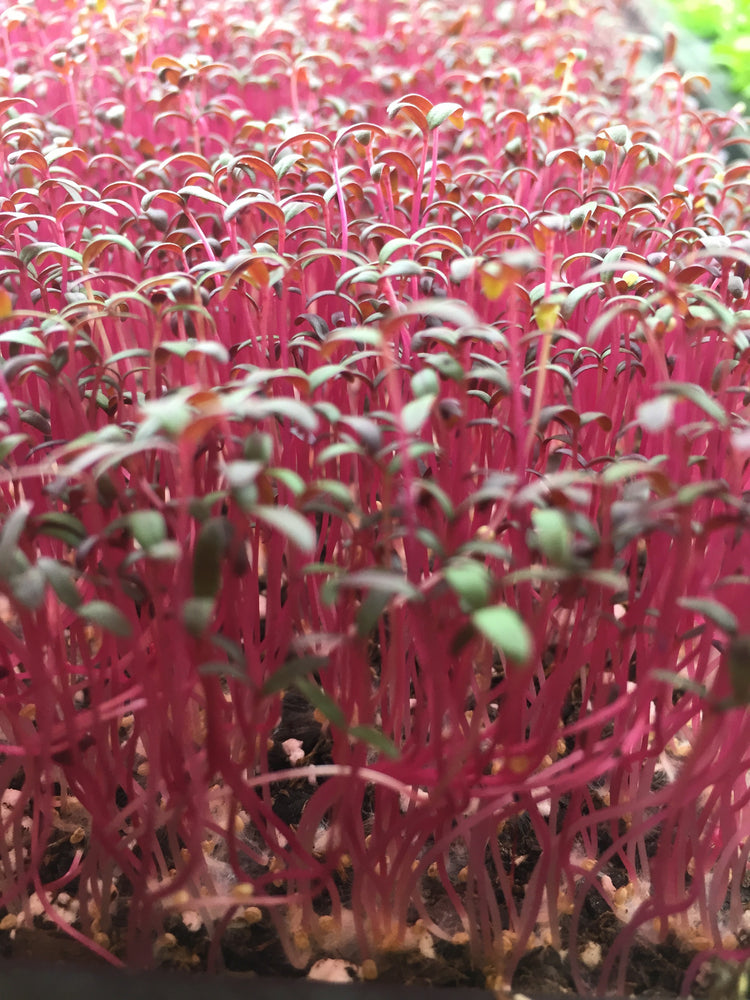Everling Coastal Farm LLC