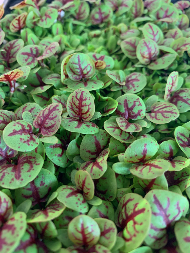 Everling Coastal Farm LLC