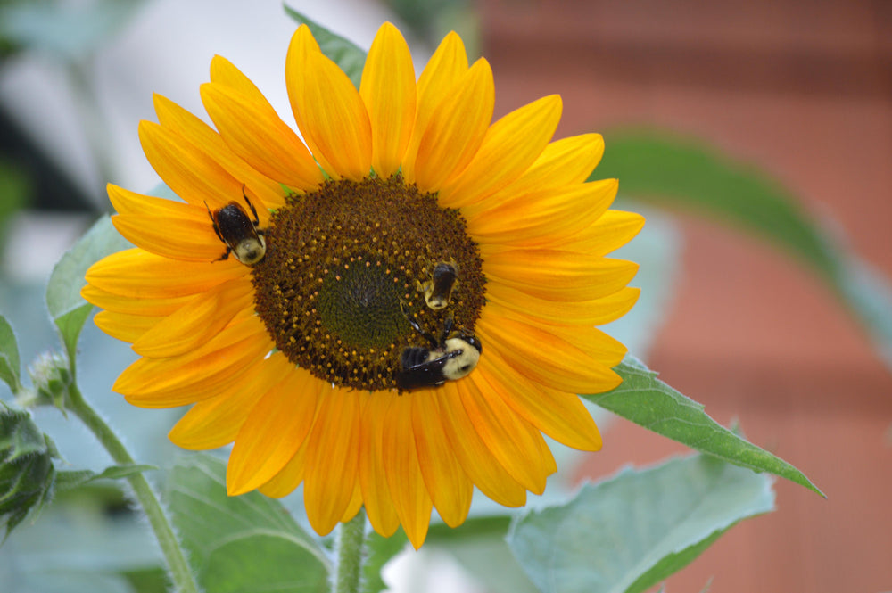 Everling Coastal Farm LLC
